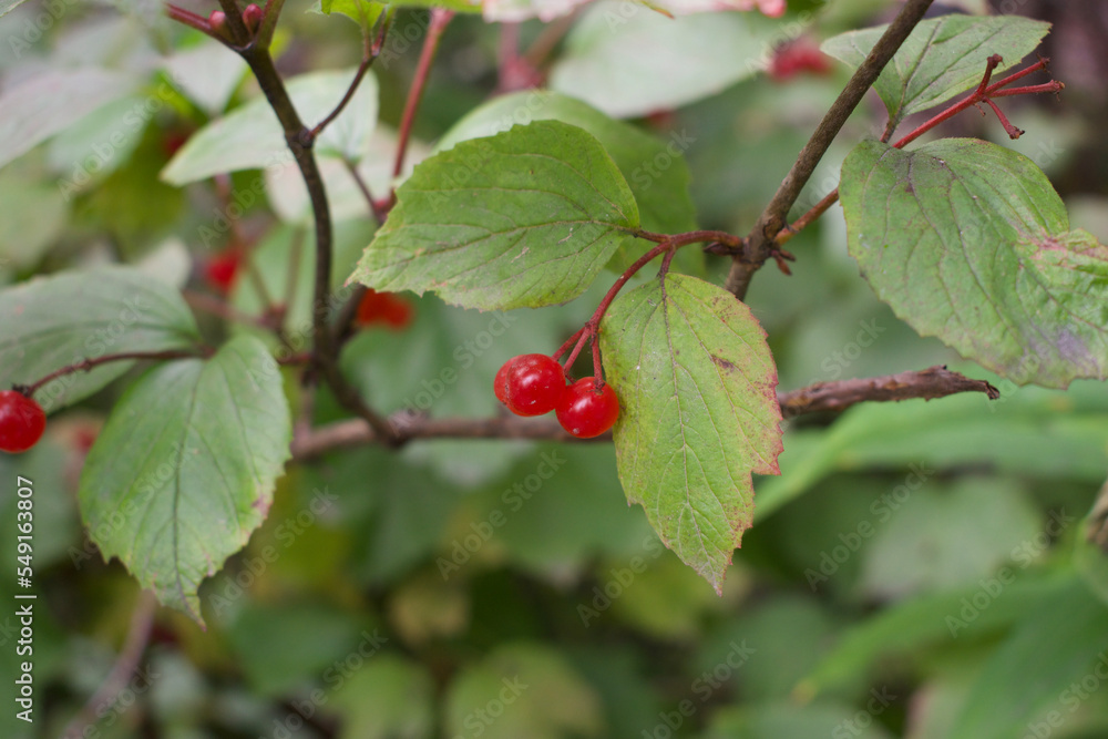 a few red berries on a branch