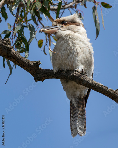 Laughing Kookaburra   Dacelo novaeguineae  with Skink in it s mouth