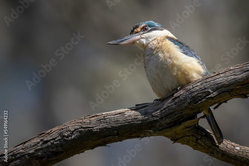 Sacred Kingfisher (Todiramphus sanctus)