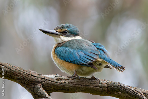 Sacred Kingfisher (Todiramphus sanctus) photo