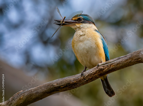Sacred Kingfisher (Todiramphus sanctus) © Andrew