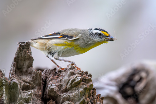 Striated Pardalote (Pardalotus striatus) photo