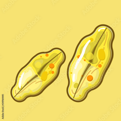 Achnanthes is a genus of diatoms belonging to the family Achnanthaceae (Bacillariophyta). It mainly from marine environments, have a lemon-shaped valves.