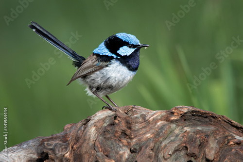 фотографія Superb Fairywren (Malurus cyaneus)