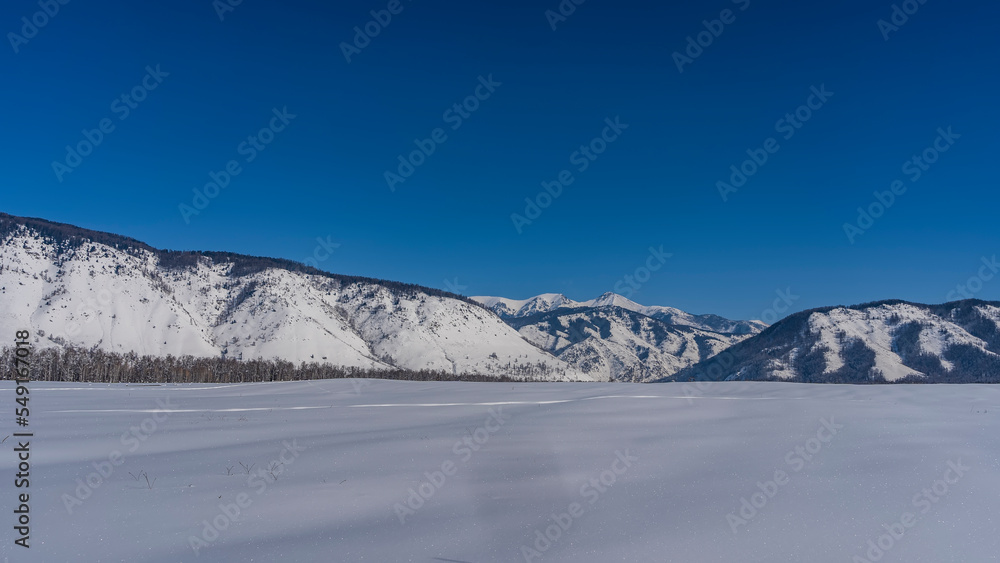 The endless valley is covered with pure sparkling snow. In the distance, at the foot of the mountain range, the taiga is visible. Clear blue sky. Altai. Copy space. 
