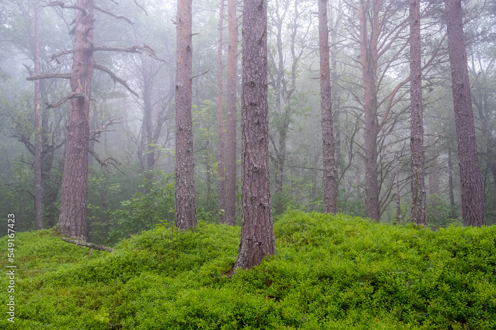 Fototapeta premium Mystic foggy pine tree forest seen in Norway