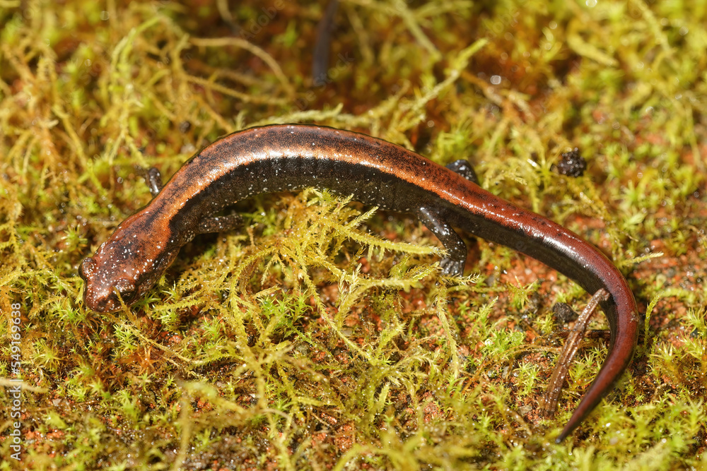 Closeup on a juveile of the endangered Del Norte Salamander , Plethodon elongatus, in North California Closeup on a juveile of the endangered Del Norte Salamander , Plethodon elongatus, in North California