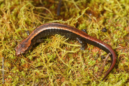 Closeup on a juveile of the endangered Del Norte Salamander , Plethodon elongatus, in North California