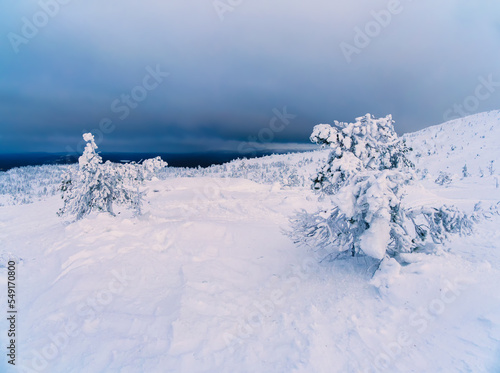 Soft focus. Winter blue-pink minimalistic northern background with trees plastered with snow against a dark dramatic sky. Arctic harsh nature. Mystical fairy tale of the winter misty forest.