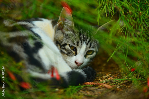 cat on the grass