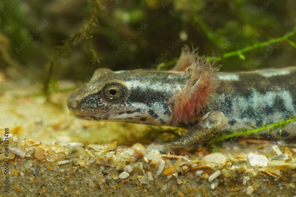 Fototapeta premium Closeup on a gilled head of the endangered Sardinian brook salamander, Euproctus platycephalus