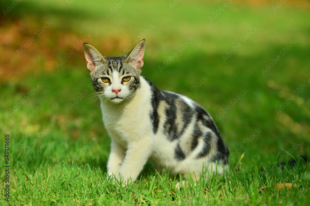 cat on grass