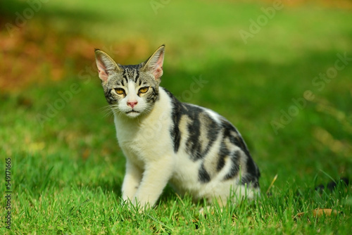 cat on grass