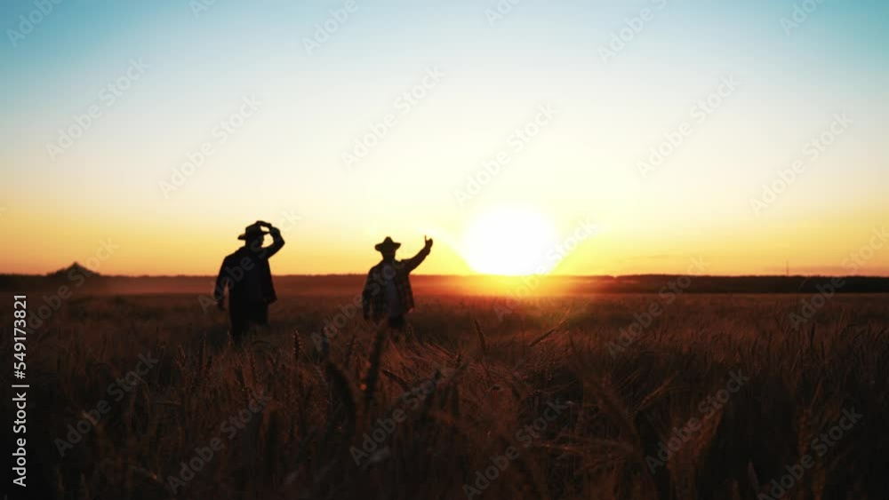 Rear view of two farmers walking through wheat field at sunset wearing ...
