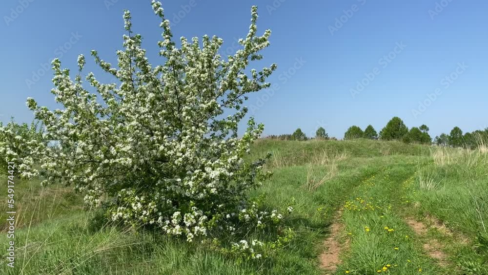 a wild flowering apple tree stands in a field by the road. landscape. a wild flowering apple tree stands in a field by the road. landscape.