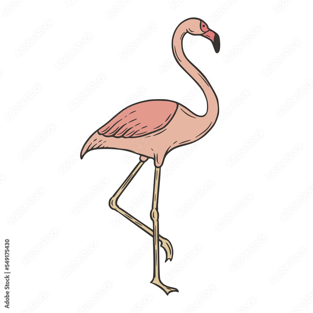 Obraz premium Flamingo hand drawn doodle vector illustration