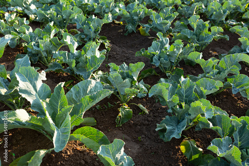Outdoor farming organic cabbage plants