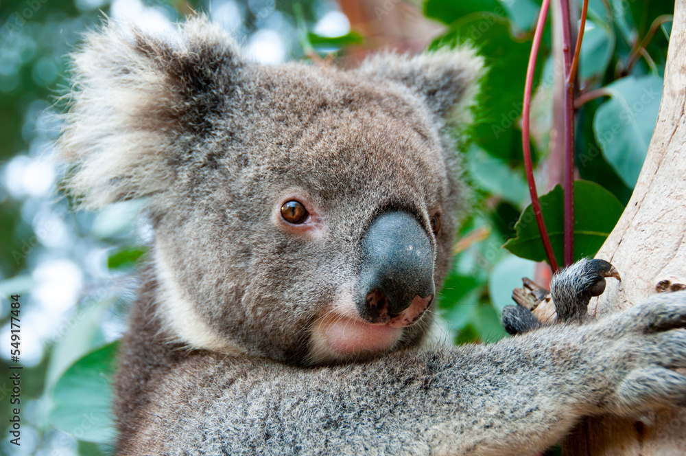Obraz premium Wild Koala - Kangaroo Island