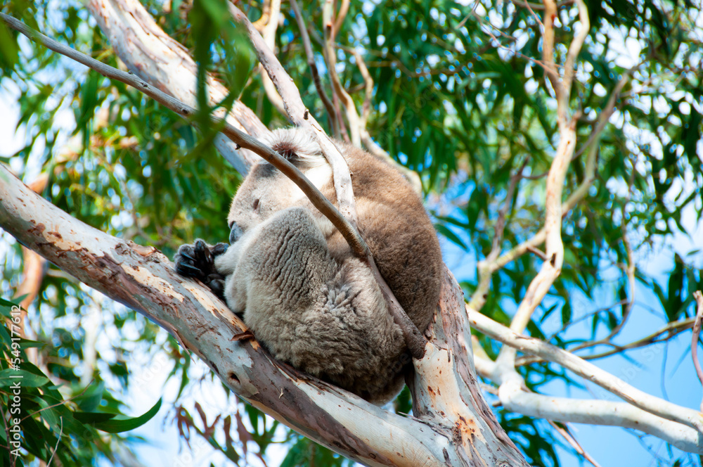 Fototapeta premium Wild Koala - Kangaroo Island