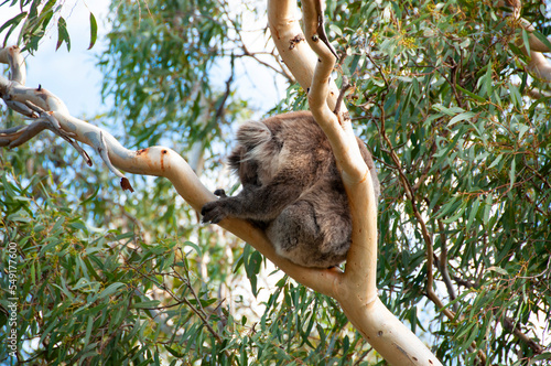 Canvas Print Wild Koala - Kangaroo Island