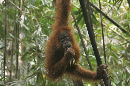 A juvenile male sumatran orangutan or Pongo abelii among the bamboo trees in Mount Leuser National Park Bukit Lawang, Indonesia photo