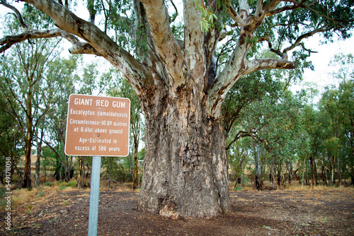 Giant Red Gum Tree - Orroroo - Australia photo