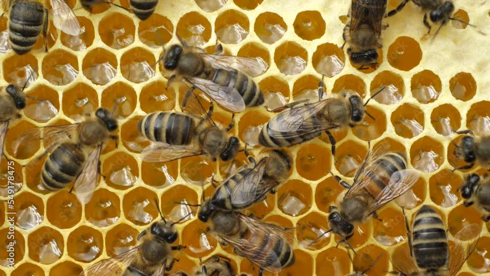 Active work of bees during honey collection..
Inside the hive, the bees create a honeycomb of wax and convert the nectar into honey. Active work of bees during honey collection..
Inside the hive, the bees create a honeycomb of wax and convert the nectar into honey.