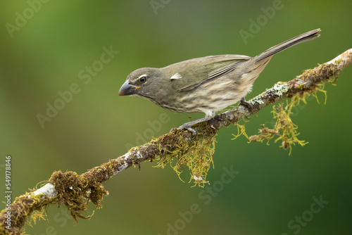 Streaked saltator (Saltator striatipectus) is a species of saltator in the family Thraupidae. It is found in Colombia, Costa Rica, Ecuador, Guadeloupe, Panama, Peru, and Venezuela.  photo