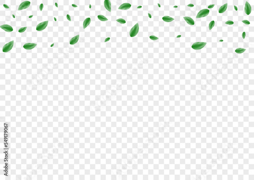 Greenish Leaves Background Transparent Vector. Leaf Woods Card. Cover Illustration. Light Green Growing Frame. Foliage Air.