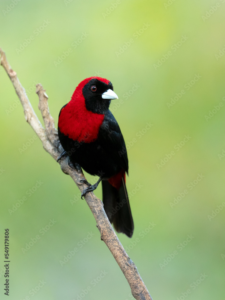 Crimson-collared tanager (Ramphocelus sanguinolentus) is a rather small Middle American songbird.