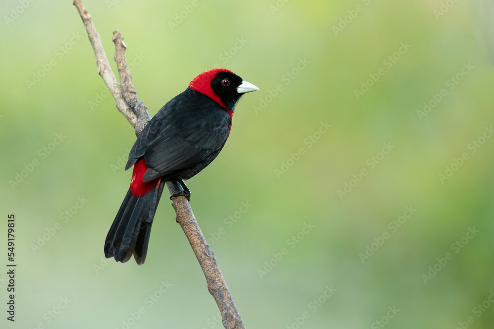Crimson-collared tanager (Ramphocelus sanguinolentus) is a rather small Middle American songbird. Crimson-collared tanager (Ramphocelus sanguinolentus) is a rather small Middle American songbird.