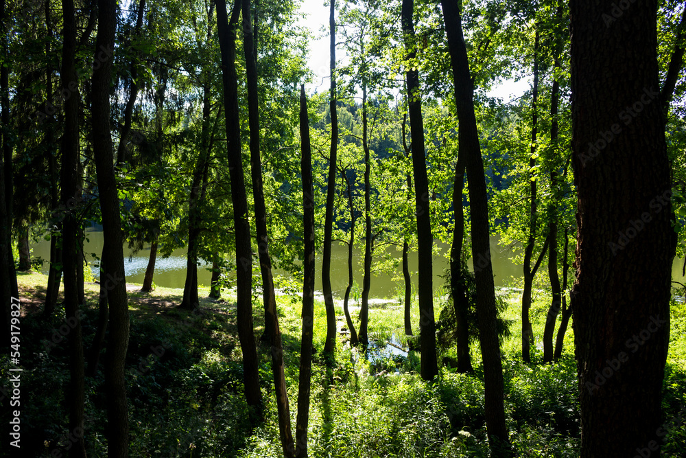 View from a dark forest to a sun-drenched body of water