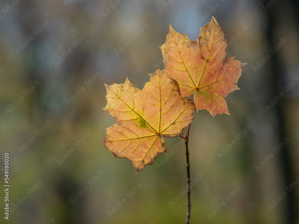 Autumn leaf in the forest Autumn leaf in the forest