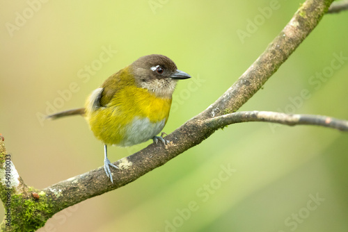 Common bush tanager (Chlorospingus flavopectus), also referred to as common chlorospingus, is a small passerine bird. photo