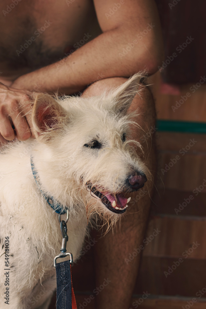 Vertical shot of a happy smiling terrier pet dog getting scratches from owner