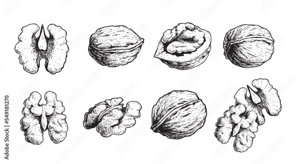 Obraz premium Hand drawn sketch style walnut set. Organic healthy food. Best for package and food design. Nuts vector illustrations isolated on white background.