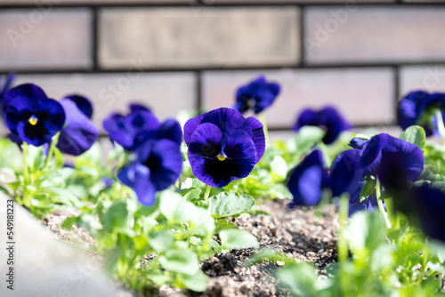 都市の花壇の様子
