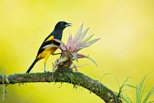 Tableau sur toile Black-cowled oriole (Icterus prosthemelas) is a species of bird in the family Icteridae