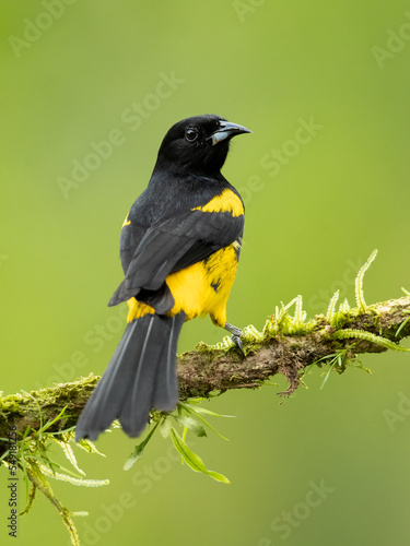 Φωτογραφία Black-cowled oriole (Icterus prosthemelas) is a species of bird in the family Icteridae