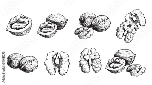 Hand drawn sketch style walnut set. Organic healthy food. Best for package and food design. Nuts vector illustrations isolated on white background.