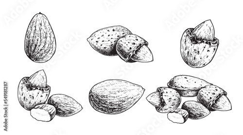 Hand drawn sketch style almond set. Fresh and fried organic healthy food. Best for package designs. Nuts vector illustrations isolated on white background.