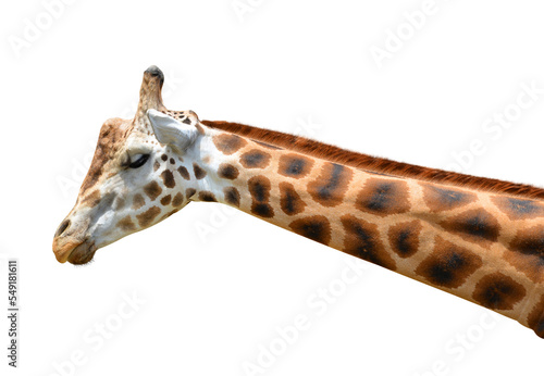 Photography Rothschild's giraffe (Giraffa camelopardalis rothschildi)  isolated on transparent background, PNG