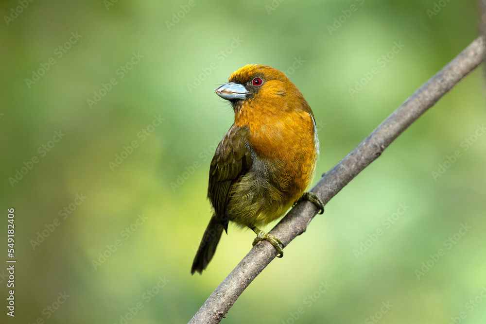 Prong-billed barbet (Semnornis frantzii) is a distinctive, relatively large-billed bird native to humid highland forest of Costa Rica and western Panama. Prong-billed barbet (Semnornis frantzii) is a distinctive, relatively large-billed bird native to humid highland forest of Costa Rica and western Panama.