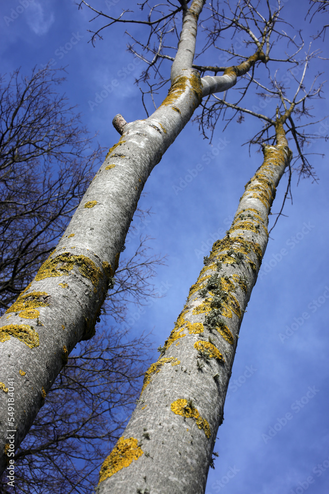 Fototapeta premium Lichen on tree bark in winter - Bois saint Martin - Versailles - Yvelines - Ile-de-France - France