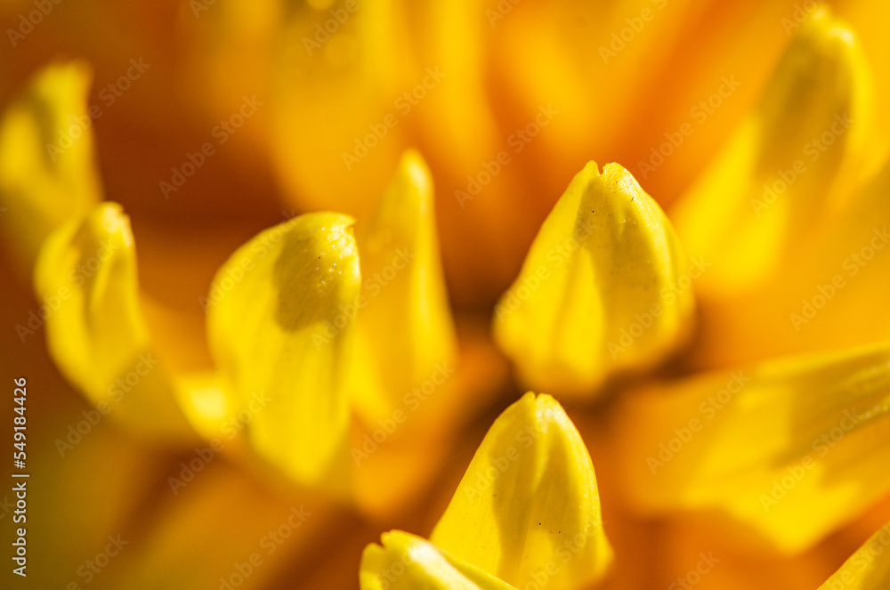 Yellow Chrysanthemum flowers in the garde4n Yellow Chrysanthemum flowers in the garde4n