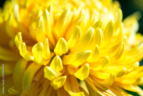 Yellow Chrysanthemum flowers in the garde4n © Anna Bogush
