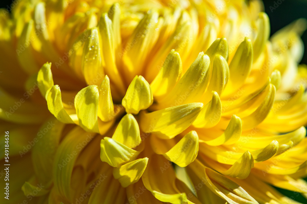 Yellow Chrysanthemum flowers in the garde4n Yellow Chrysanthemum flowers in the garde4n