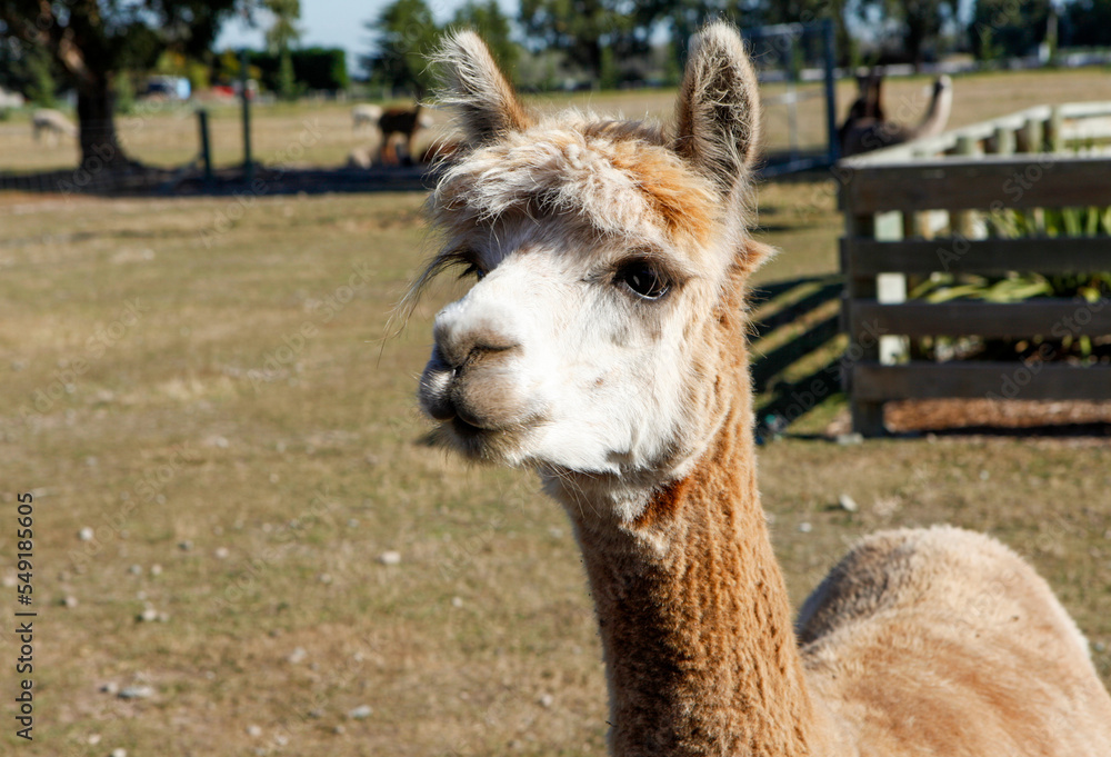 Obraz premium Alpaca, South Island, New Zealand