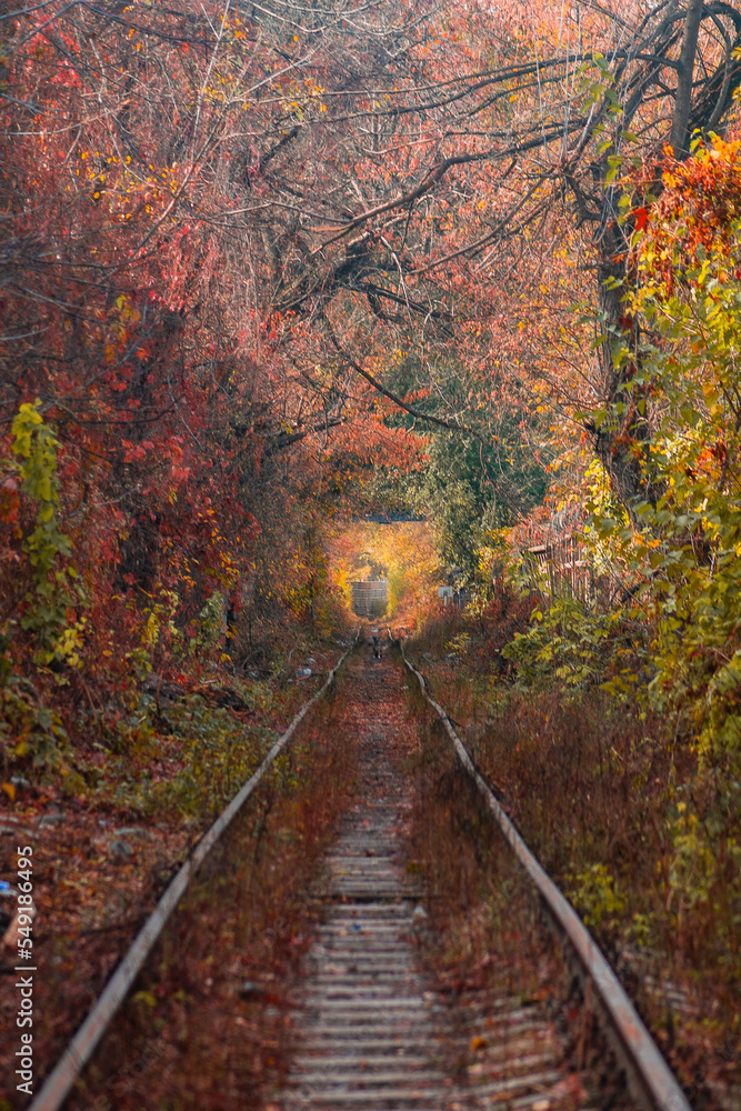Fototapeta premium railroad in autumn 
