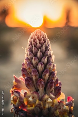 Vertical shot of beautiful Cistanche plant in a desert photo